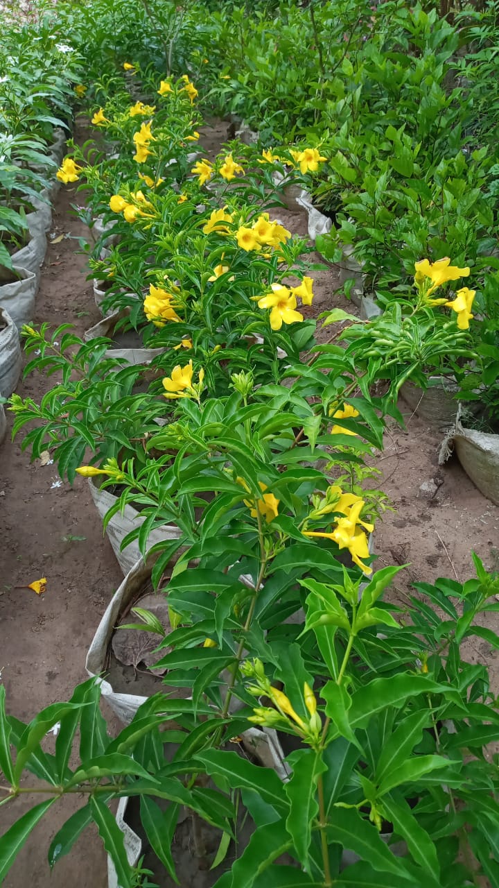 Alamander Yellow Flowers