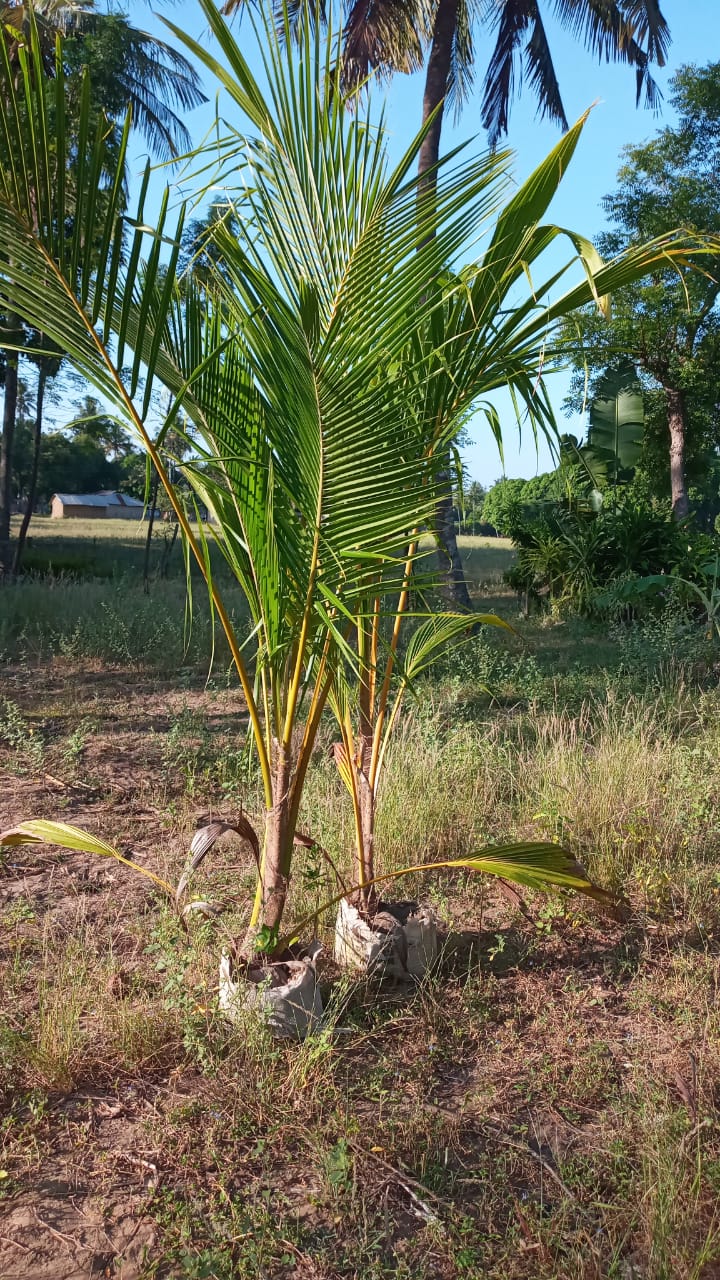 Coconut Palm