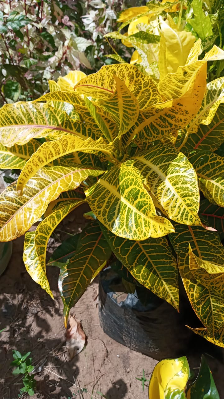 Crotons