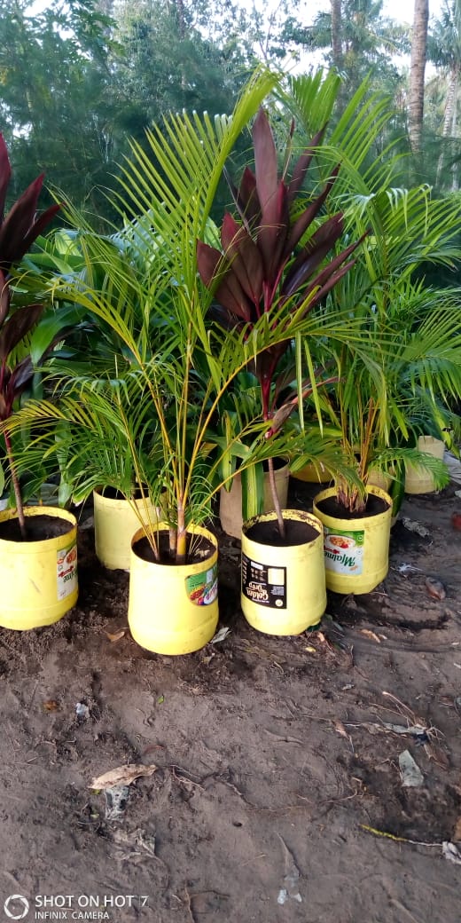 Golden Palm & Red Cordyline
