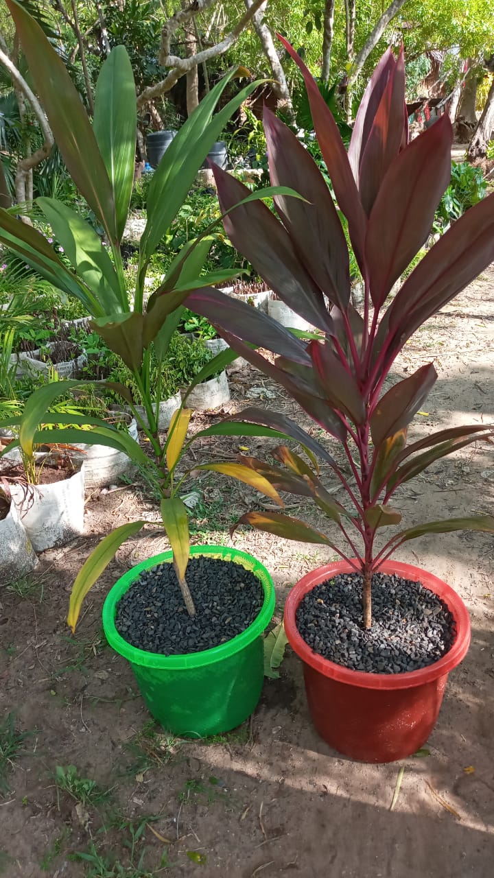 Green & Red Cordyline
