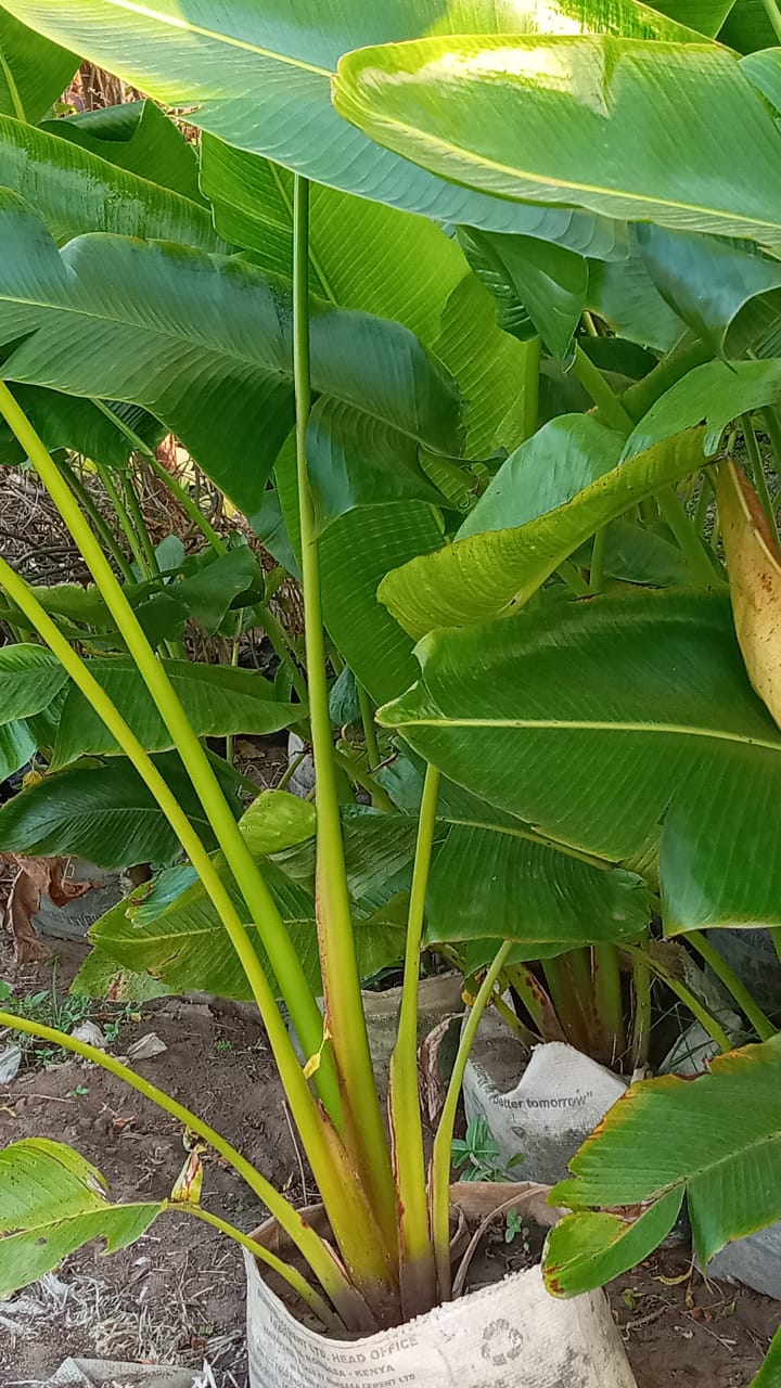 Medium Travelas Palms