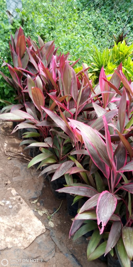 Red Cordyline