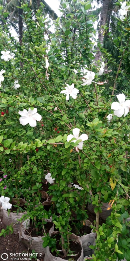White Hibiscus